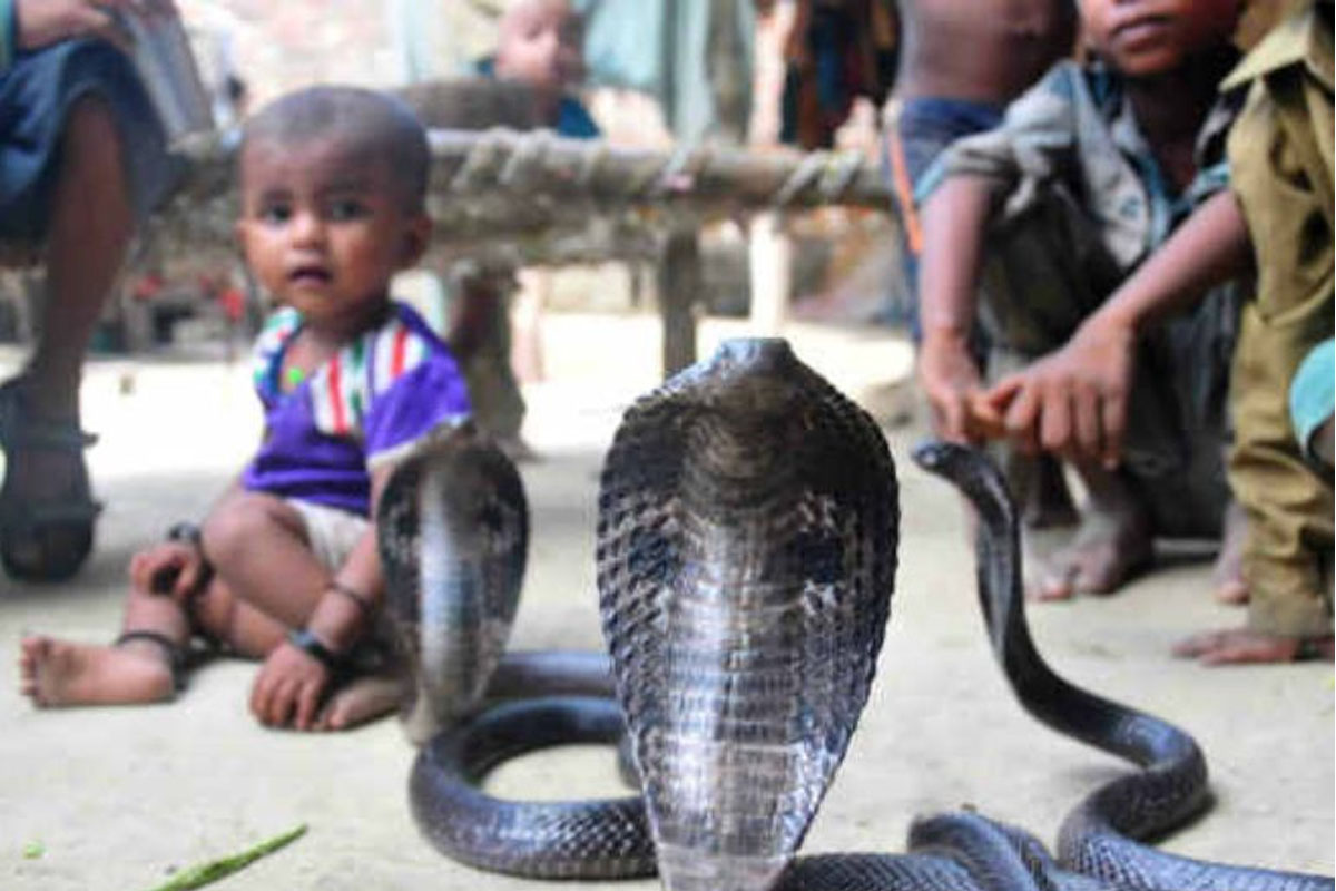 Maharastra Shetphal snake village of India