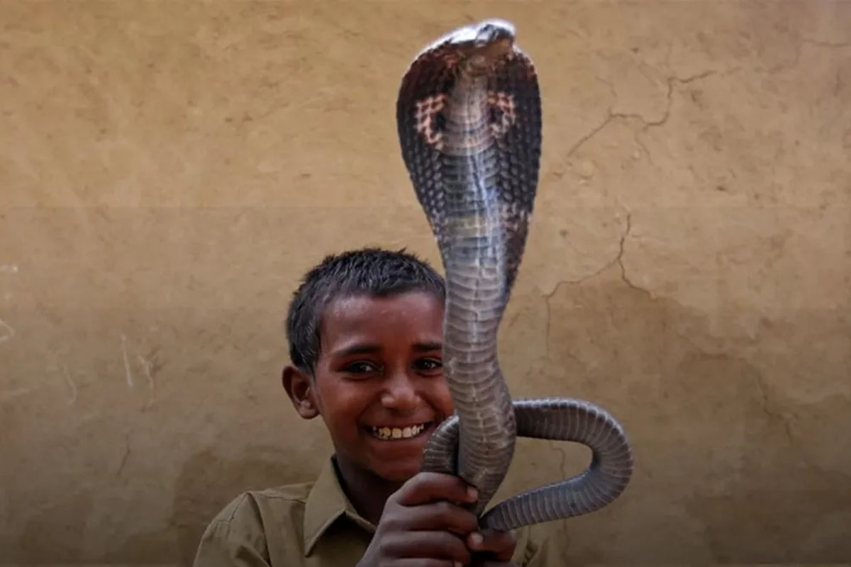 Maharastra Shetphal snake village of India