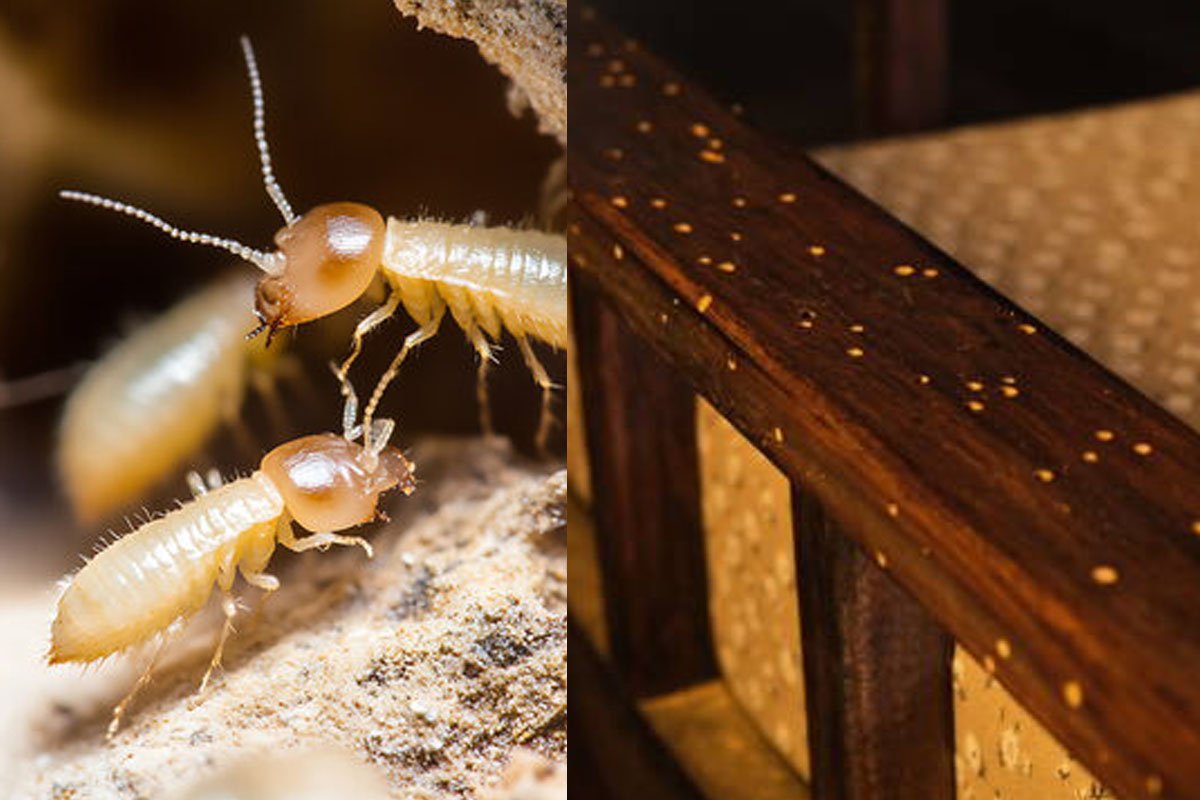 5 ways to remove termites and save wooden furniture