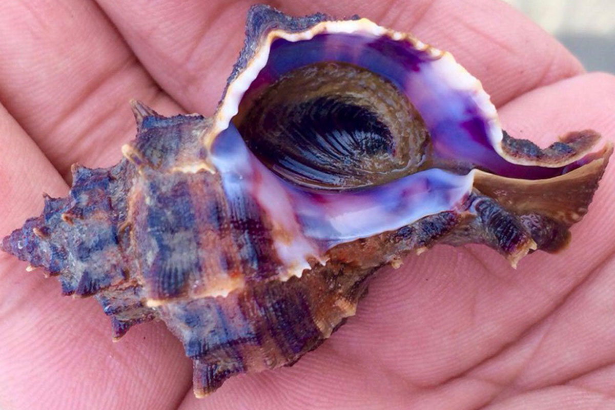 tyrian purple dye found in 1700 years old roman coffin expensive than gold