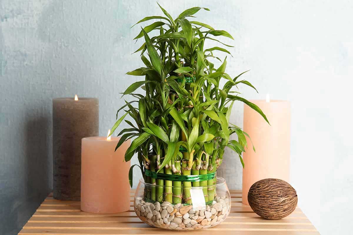 Lucky Bamboo Placement Guide: Soil vs Water – What’s Best for Prosperity at Home?