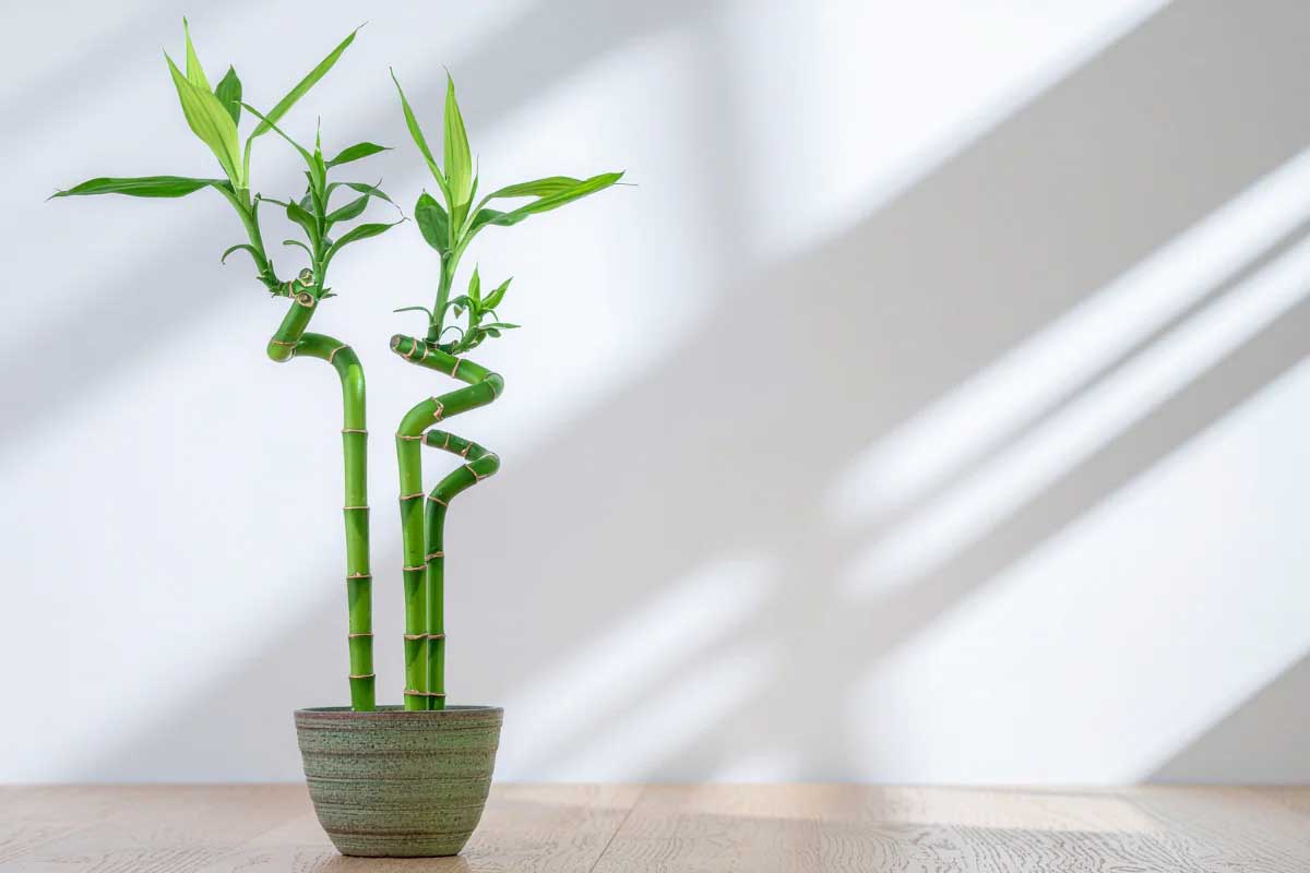 Lucky Bamboo in Soil or Water? Which Brings Better Growth, Luck & Vastu Benefits
