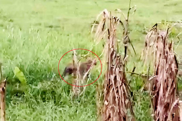 বাংলাদেশের নাটোরে বাঘের উপদ্রব! এলাকায় আতঙ্ক, ভাইরাল ভিডিও