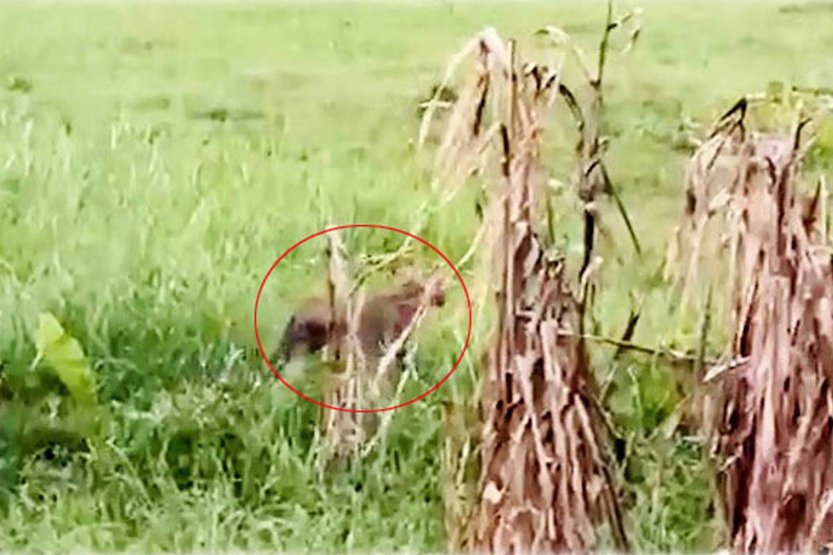 বাংলাদেশের নাটোরে বাঘের উপদ্রব! এলাকায় আতঙ্ক, ভাইরাল ভিডিও