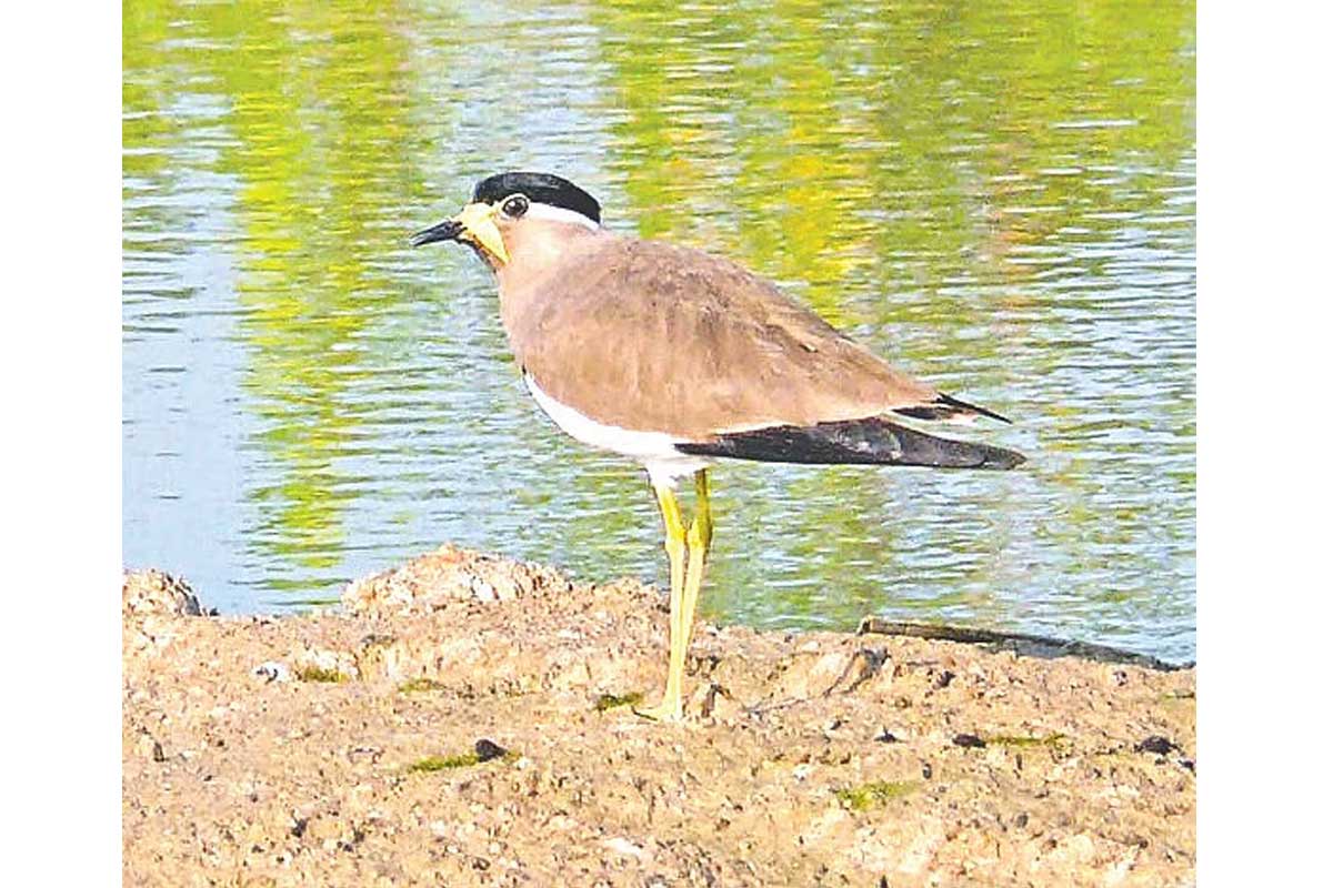 Bird-2