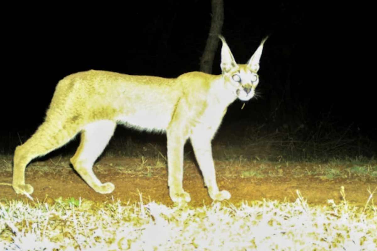 Caracal-1