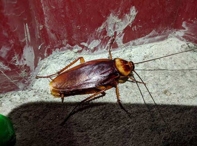 Cockroach 2