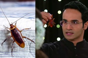 সিরিয়ালে দুধে আরশোলা চুবিয়ে খাওয়ার দৃশ্যে শোরগোল! শরীরের জন্য কতটা ক্ষতিকর এই পতঙ্গ?