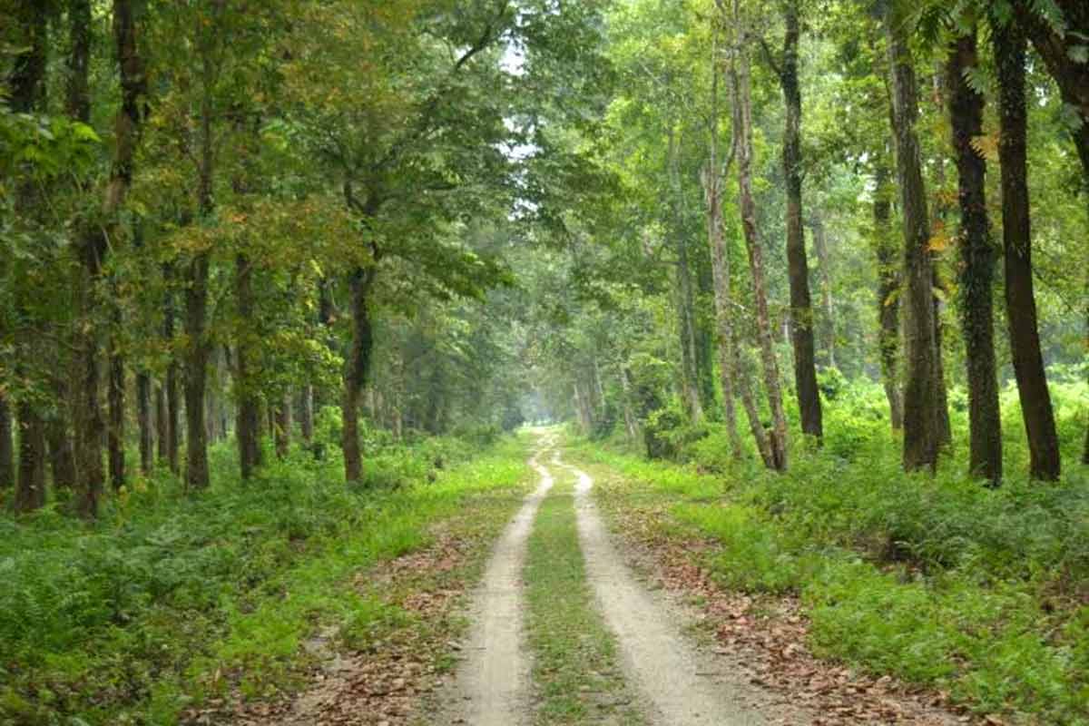 ডুয়ার্সের মরাঘাটে ঘাস চাষ, কেন এমন উদ্যোগ বনদপ্তরের?