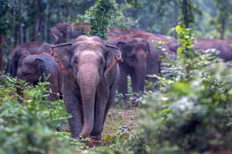 হোম স্টে ঘিরতে বিদ্যুতের তার, ঝাড়গ্রামে বিদ্যুৎস্পৃষ্ট হয়ে হাতির মৃত্যুতে গ্রেপ্তার মালিক