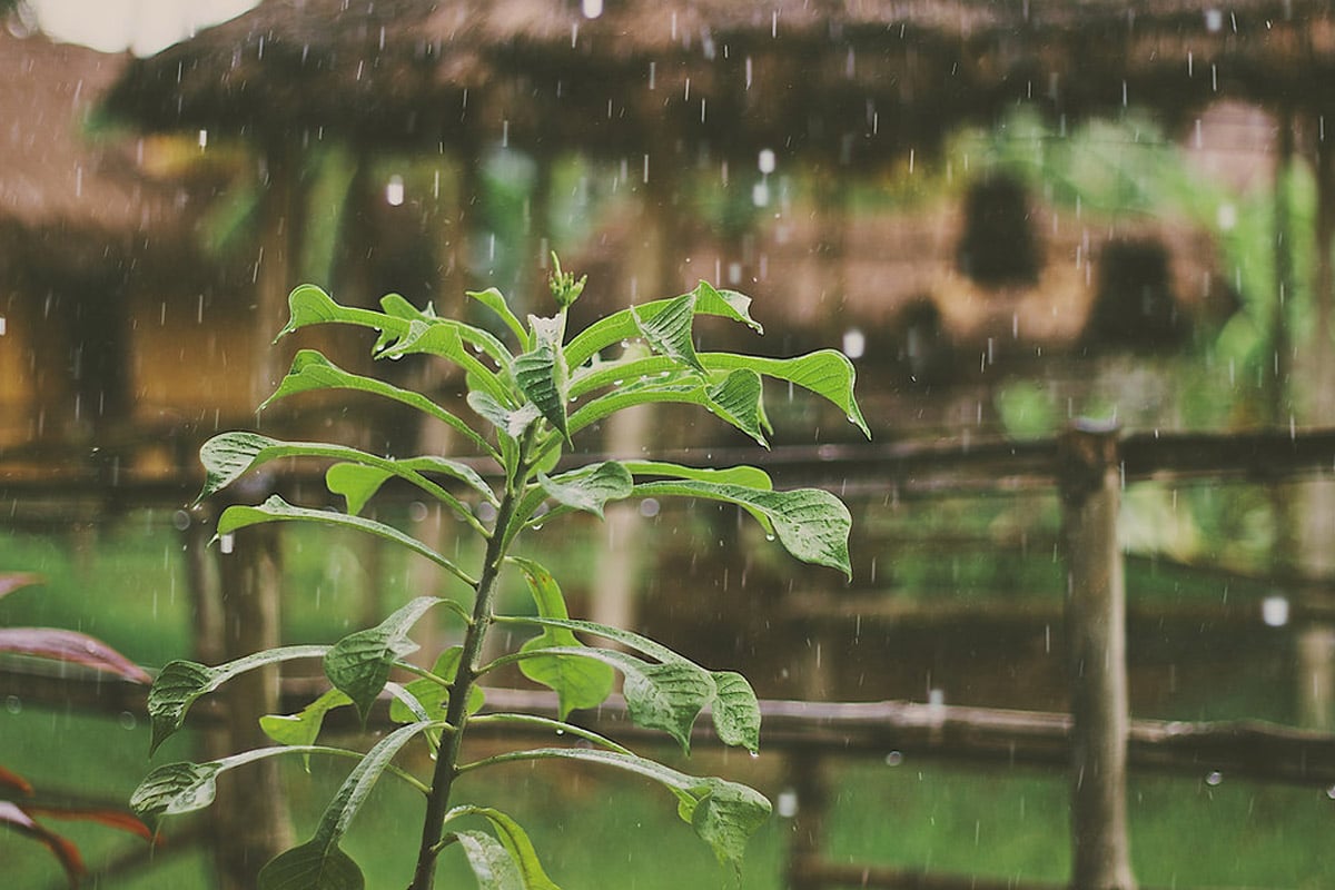 রিমঝিম বৃষ্টির মরশুমেও হাসবে বাগান, বর্ষা শুরুর আগে সেরে রাখুন জরুরি এই কাজগুলি