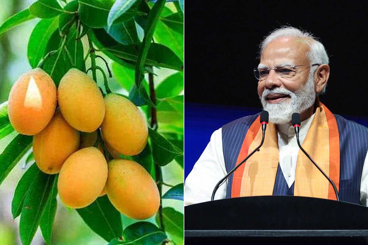 মন কি বাতে ‘ম্যাঙ্গো চর্চা’, বঙ্গের হিমসাগর ও আম চাষিদের প্রশংসায় প্রধানমন্ত্রী মোদি