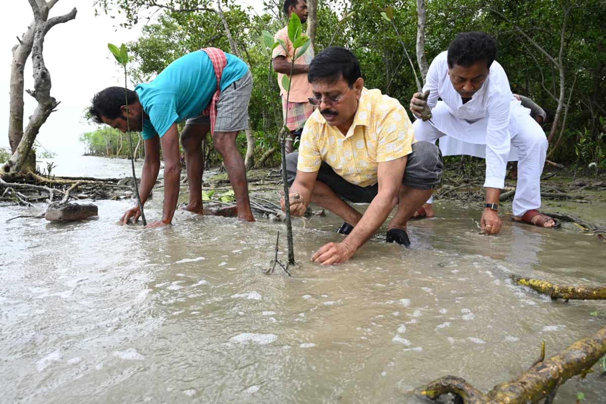 Thousands of mangrove trees have been planted in the Sundarbans