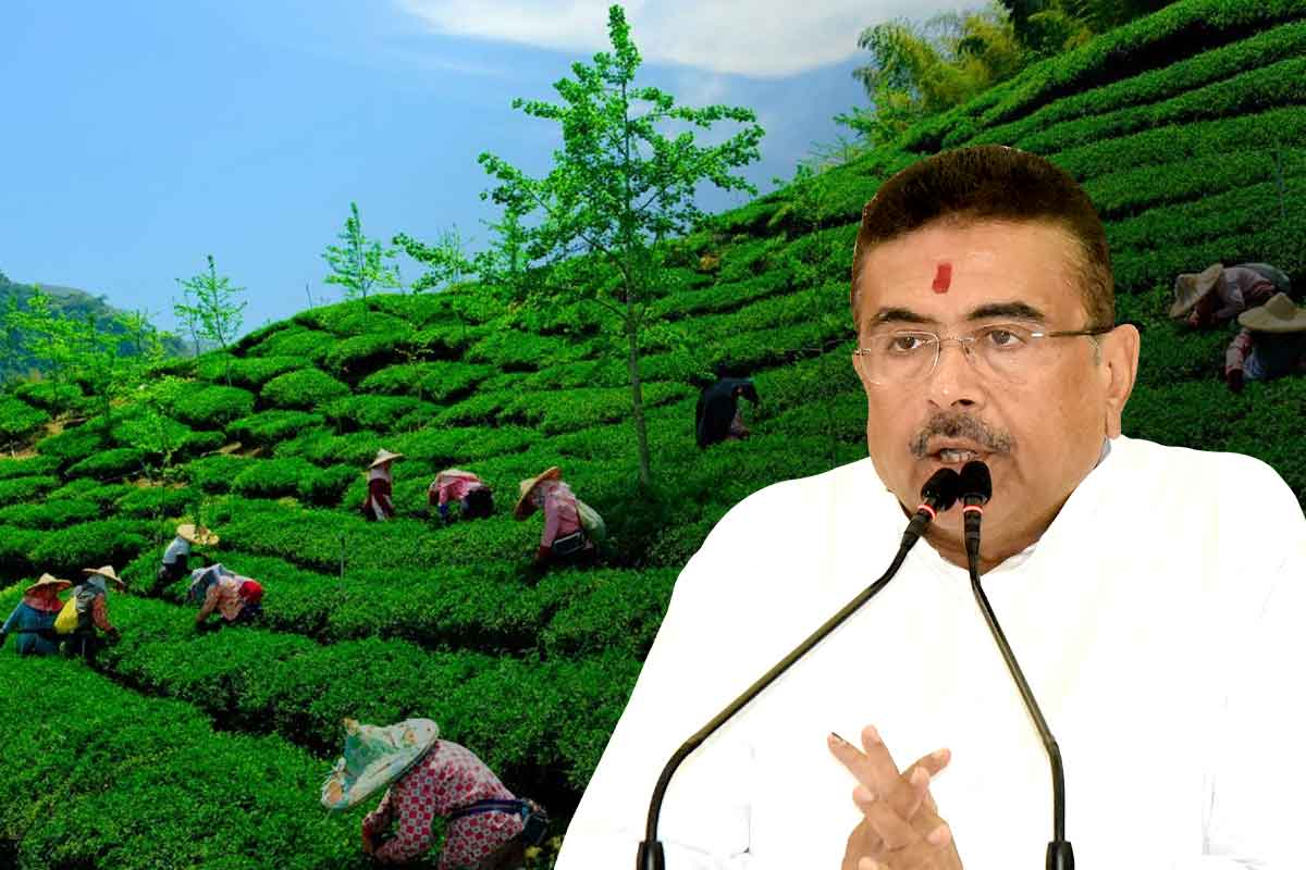 ‘পাহাড়ে সব বন্ধ চা বাগান খুলবে’, বড় ঘোষণা মুখ্যমন্ত্রীর, আশায় বুক বাঁধছেন শ্রমিকরা