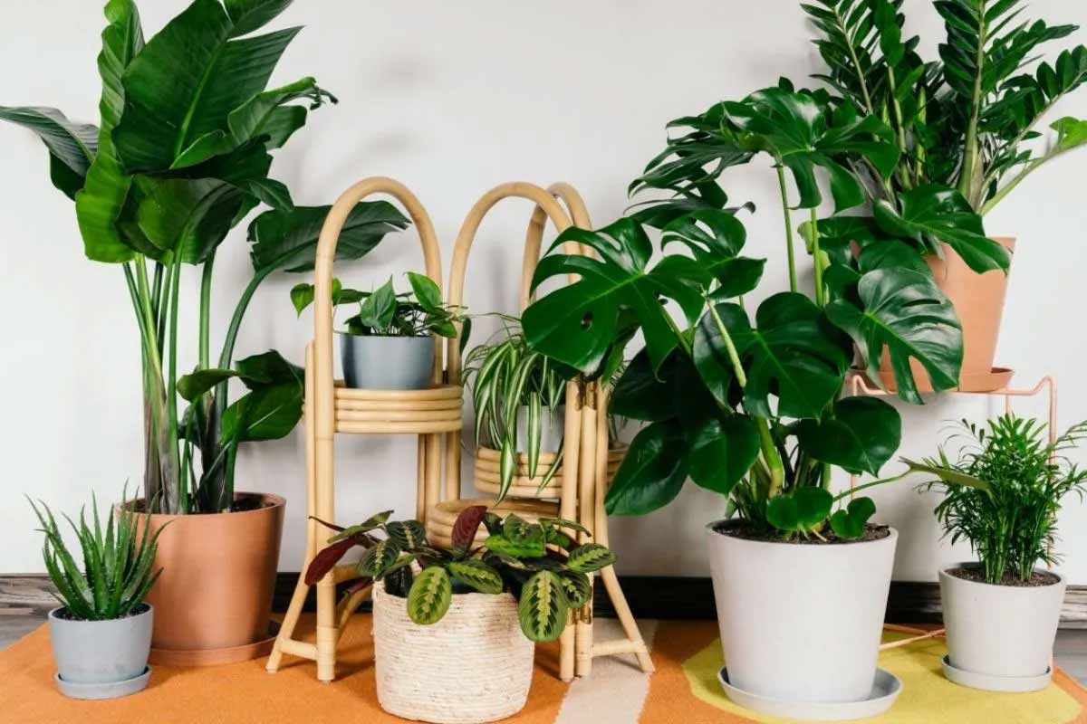 Vastu Tips for Home Decoration: Do artificial plants drain positive energy?