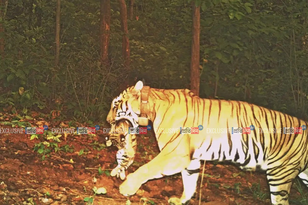 Tigress Zeenat is now mom, Camera traps captured her with 4 healthy cubs
