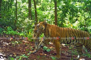 জিনাতের ‘রয়্যাল টাচ’-এ সিমলিপালের শাপমোচন! ফুটফুটে ৪ শাবকের জন্ম দিল বাঘিনী