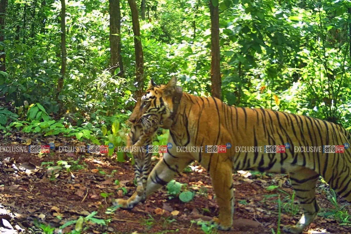 জিনাতের ‘রয়্যাল টাচ’-এ সিমলিপালের শাপমোচন! ফুটফুটে ৪ শাবকের জন্ম দিল বাঘিনী