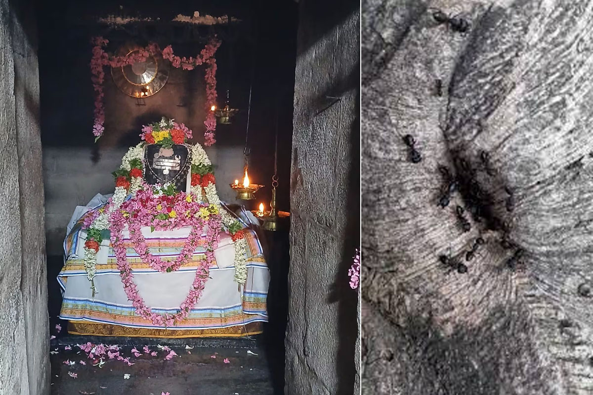 Diabetes Temple in Tamil Nadu where ants carry away blood sugar