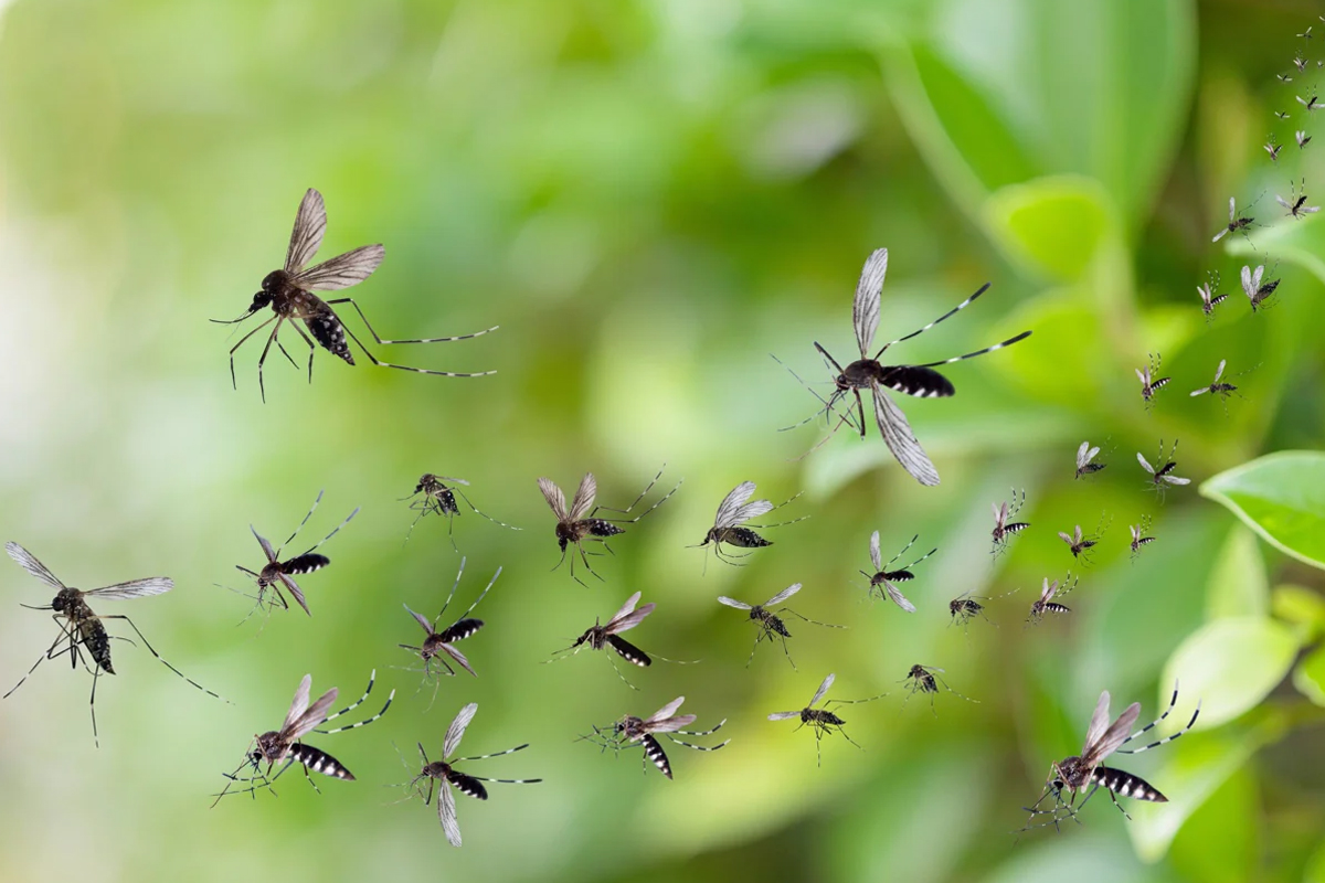 google lab mosquitoes release to stop malaria dengue diseases