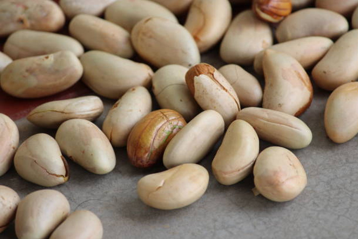 jackfruit seeds are superfood packed with protein