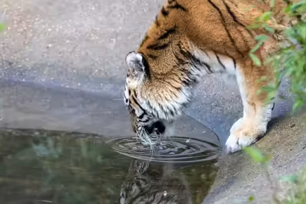 how to reach jyotirlinga stranded inside India's largest tiger reserve