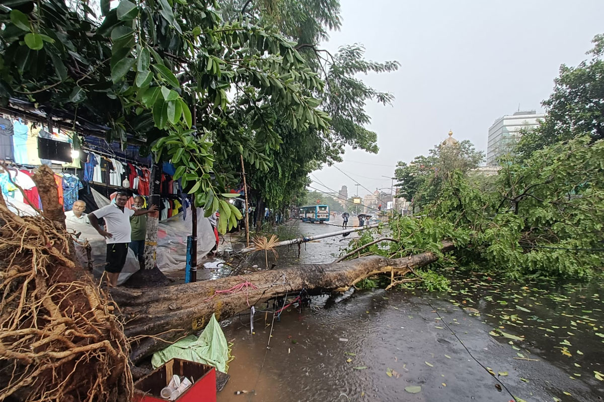 মুহুর্মুহু বাজ, মুষলধারায় বৃষ্টি কলকাতায়, মহানগরে একাধিক রাস্তায় ভেঙে পড়ল গাছ