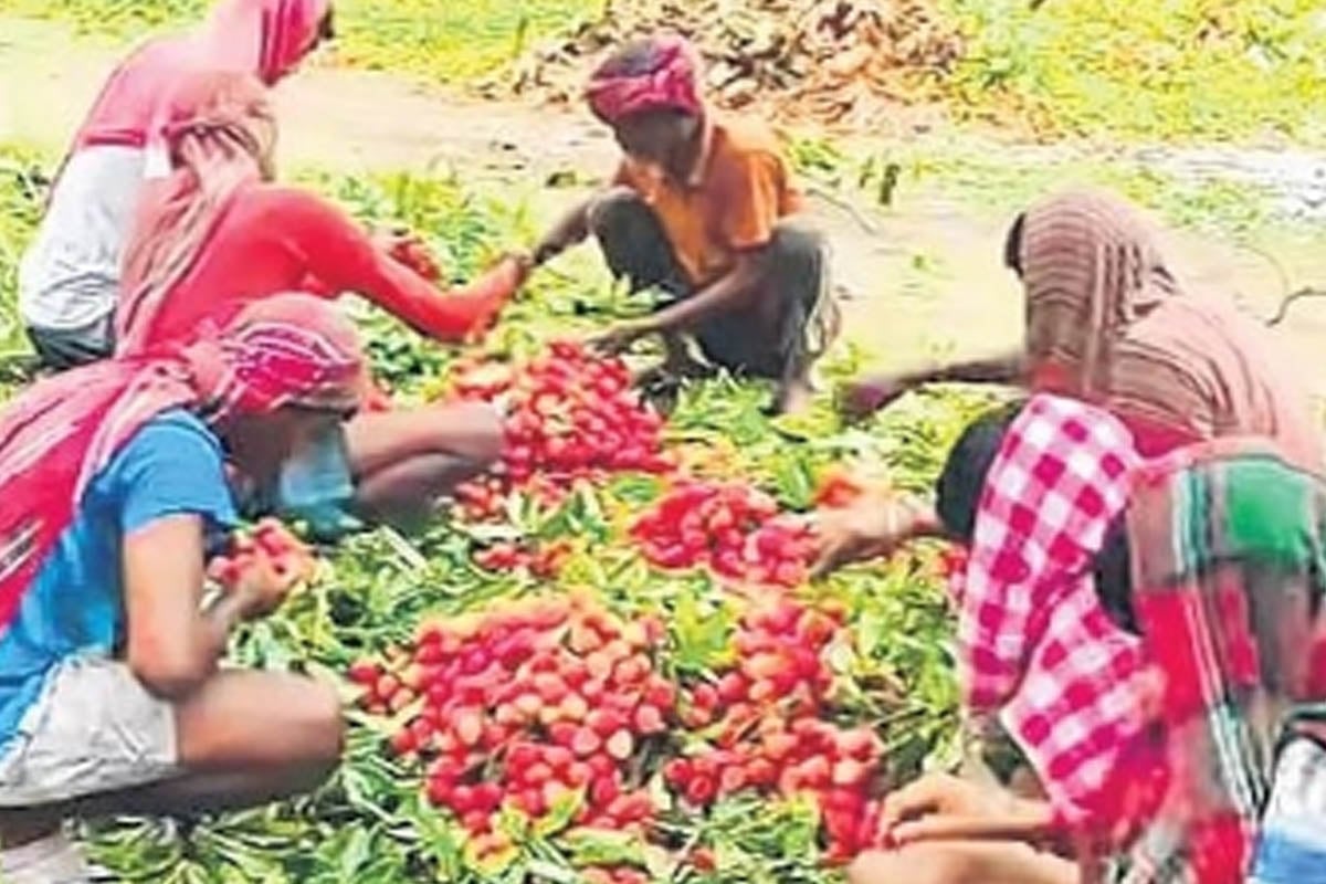 রাজস্থানে পাড়ি দিল মালদহের লিচু, আয়ের নতুন পথ খুলতেই মুখে হাসি চাষিদের
