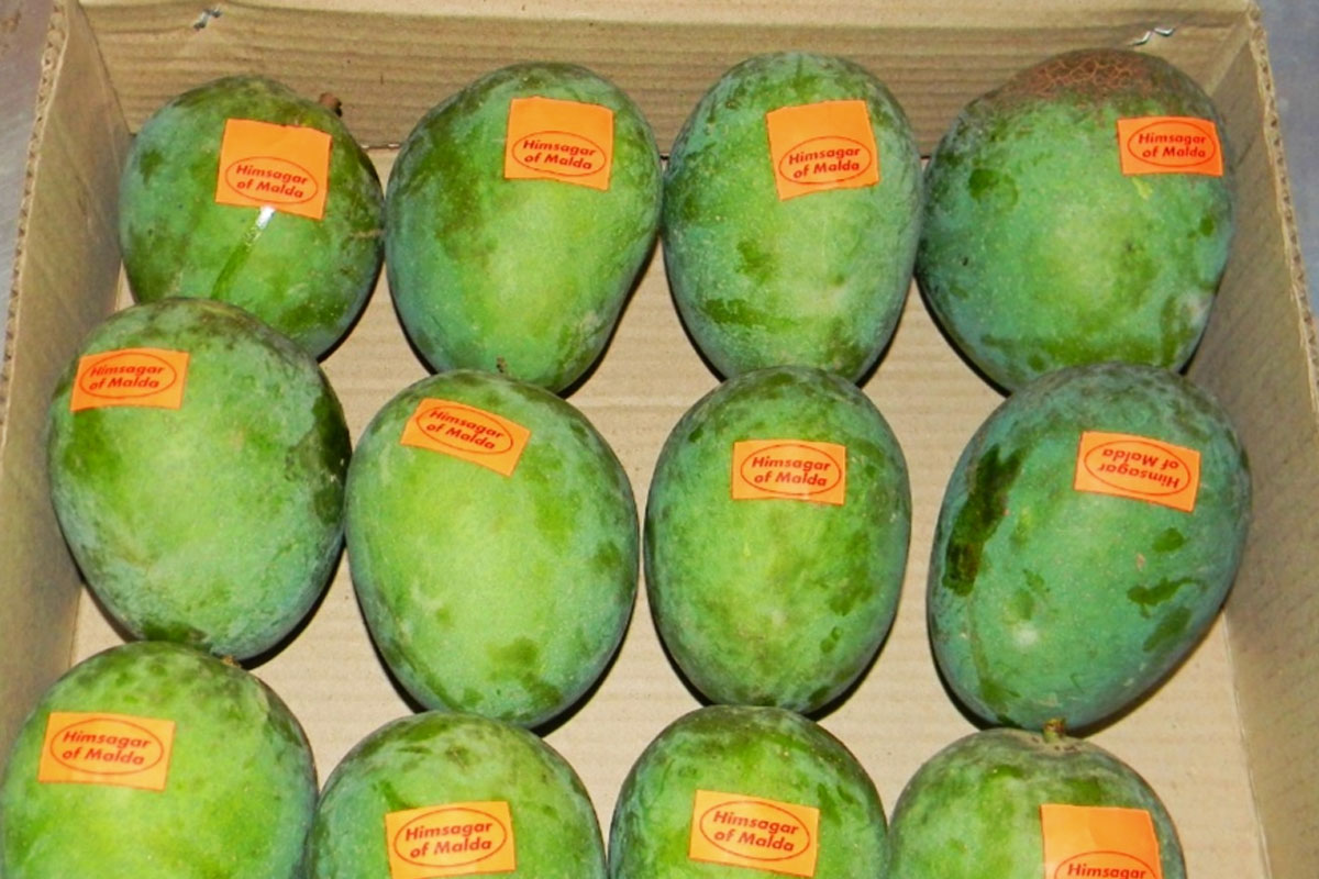 Maldah mangoes going to America FIFA World Cup 2026