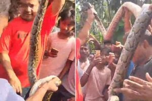 মেটেলিতে উদ্ধার সুবিশাল অজগর, ‘নিরীহ’ সাপ নিয়ে ছেলেখেলা স্থানীয়দের! কড়া বার্তা মন্ত্রীর