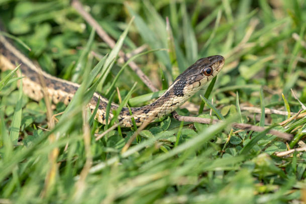 these mistakes attract snakes in home garden
