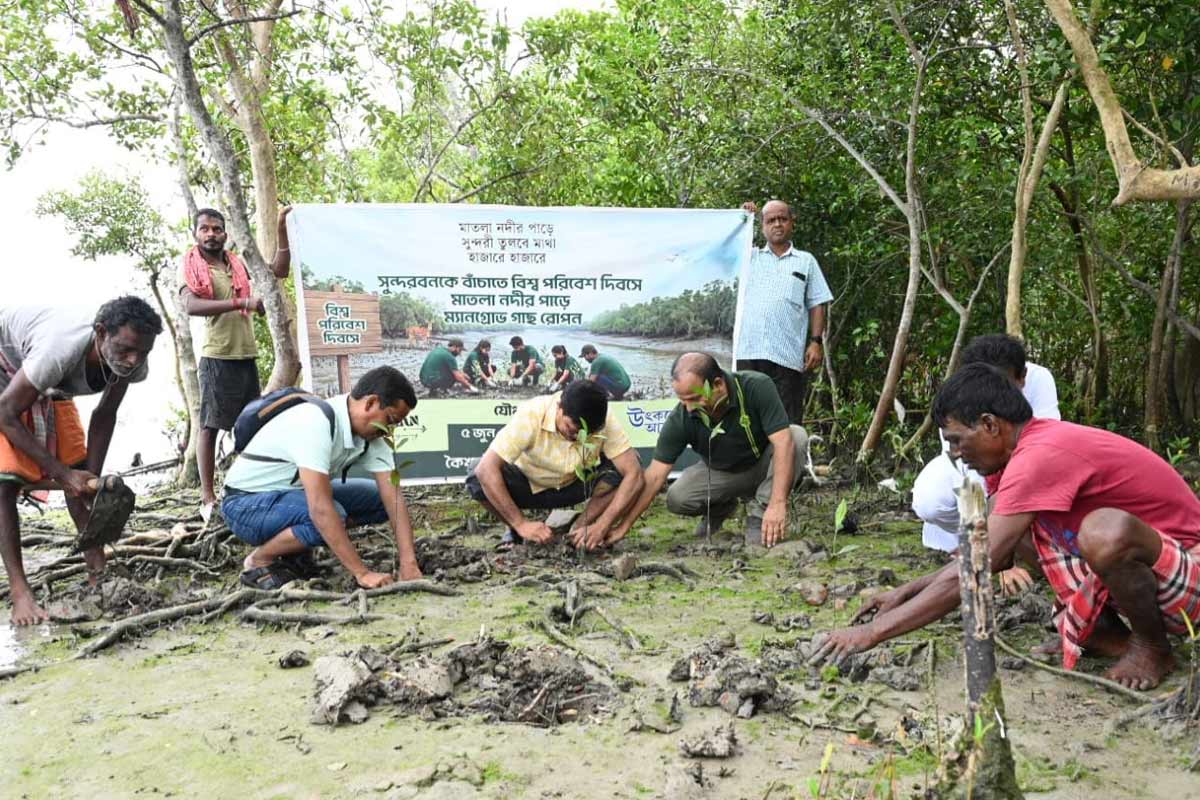 মাতলার চরে সবুজের উৎসব, সুন্দরবন বাঁচাতে রোপণ করা হল হাজার হাজার ম্যানগ্রোভ