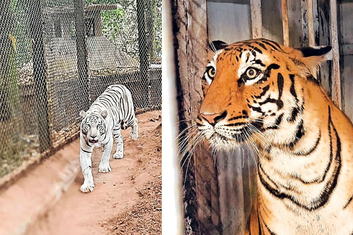 পরিবারের মধ্যে প্রজননে বদলে যাচ্ছে রয়্যাল বেঙ্গলের রং! জিনগত সমস্যা রুখতে ‘সাফারি’তে নাগমণি