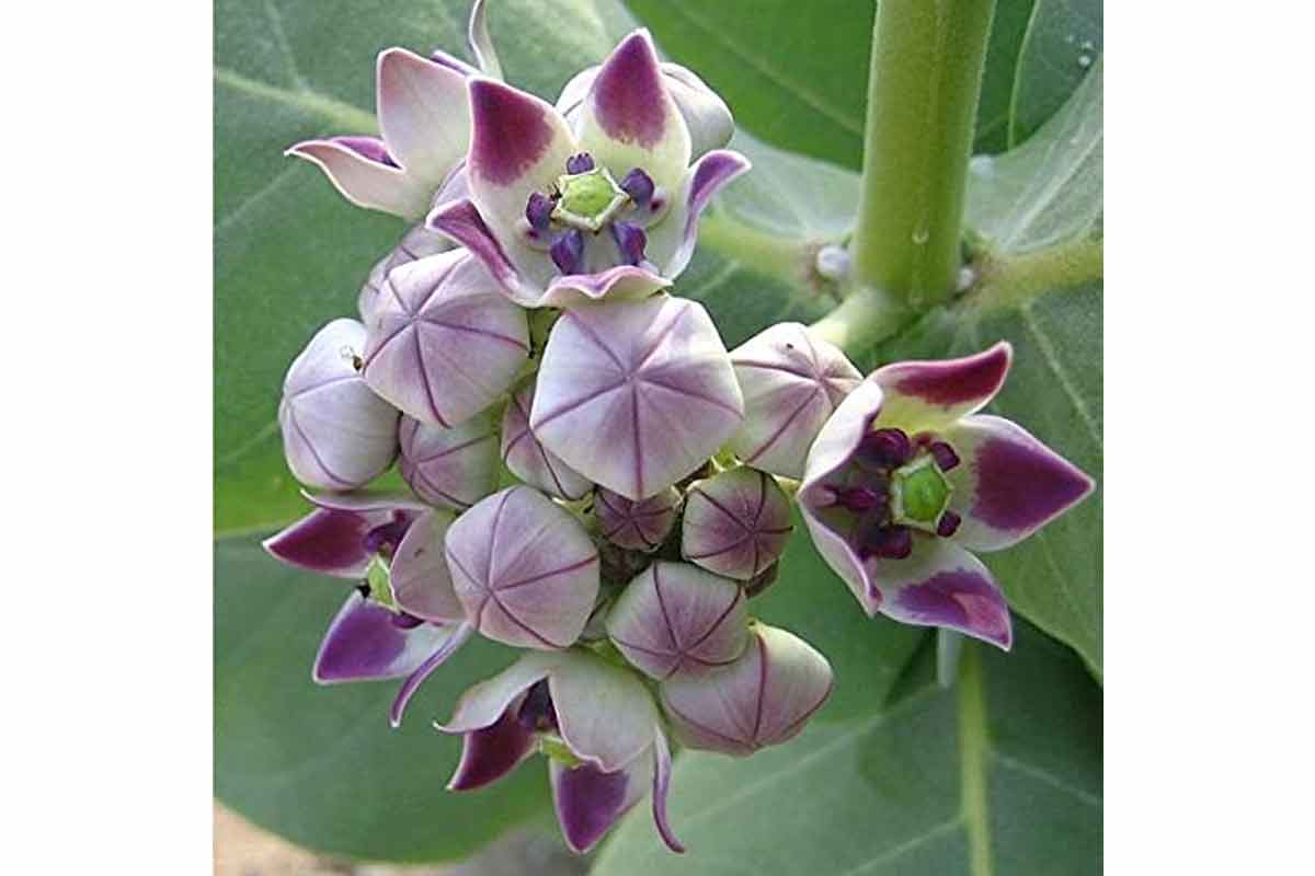 Should You Keep an Akanda Plant at Home? What Vastu Says