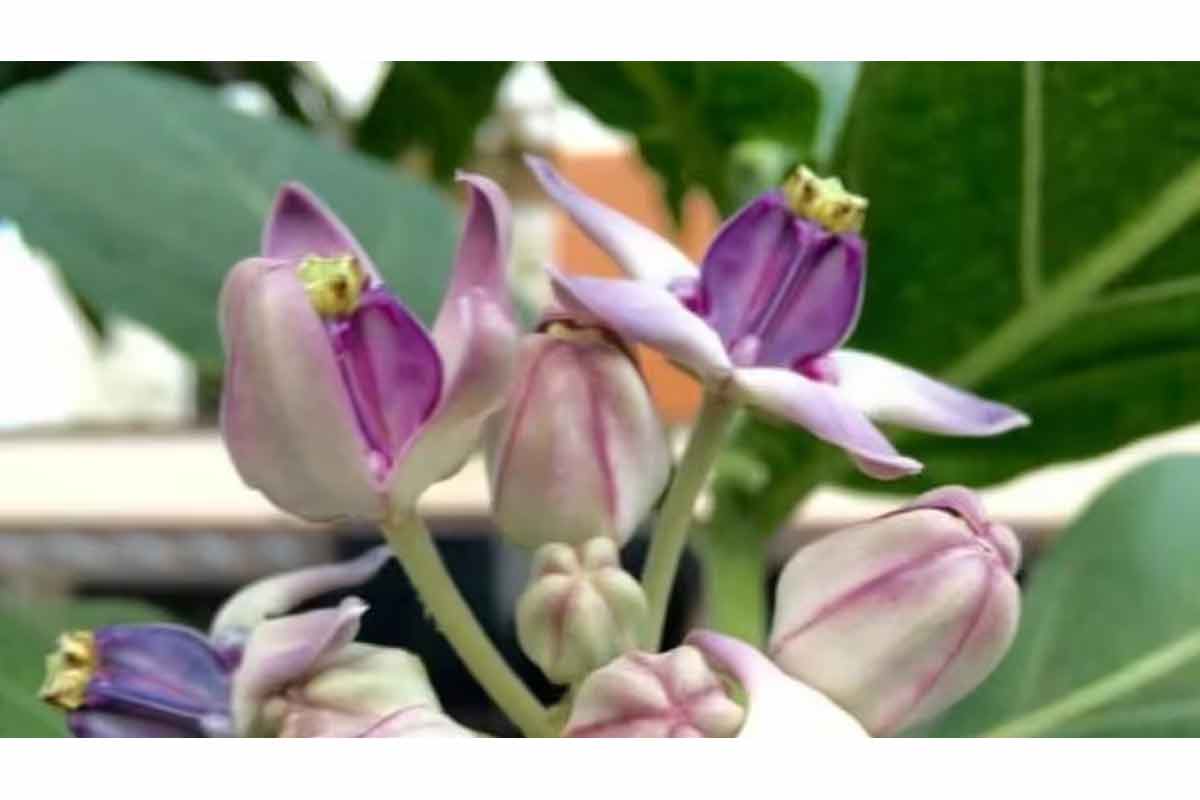 Vastu Tips: Is it auspicious to keep Aak plant inside