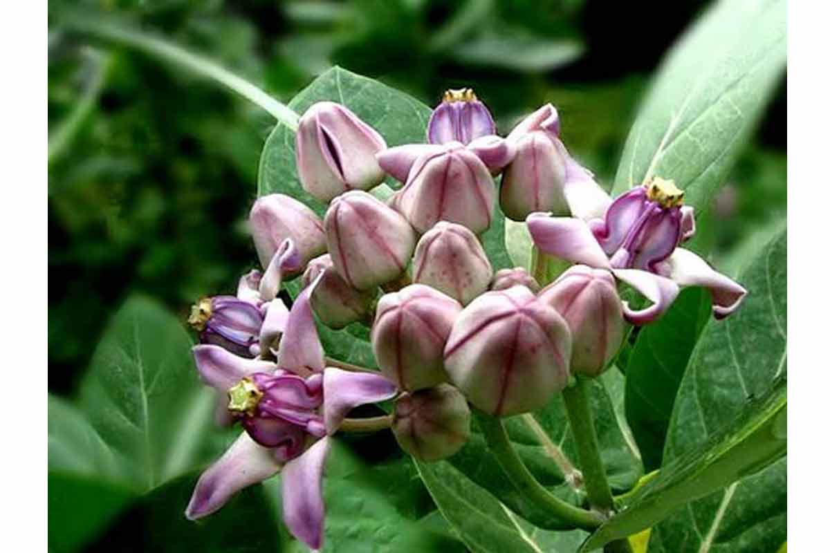 Akanda Plant Vastu Tips: Why Keeping Lord Shiva’s Favourite Plant Indoors May Bring Negative Energy