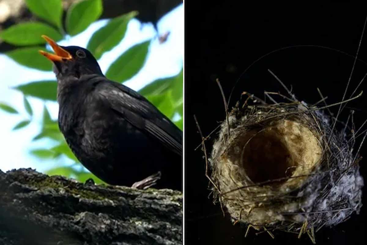 Ukraine's birds near frontline are build nests with fibre optic cables