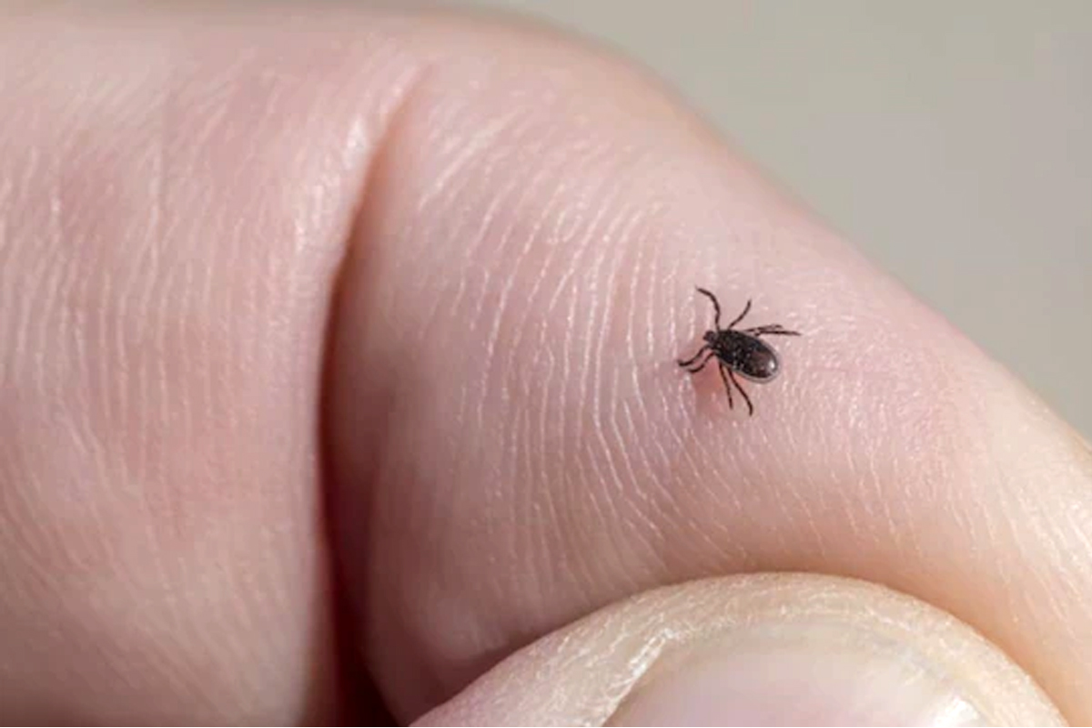 Bourbon virus detected in New York. Learn its symptoms, and risks