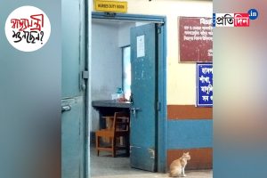এনআরএসে বিড়াল সন্ত্রাস!