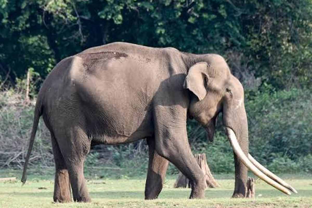 বুনো হাতি পিষেছিল দম্পতিকে, ১৪ বছর পরে সেই ‘যমদূত’ মারল পরিবারের দু’জনকে