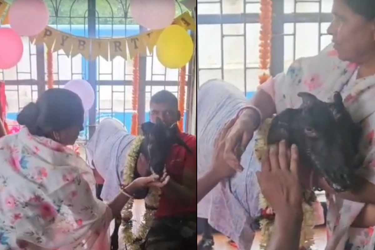 অনেক বড় হল ‘ছেলে’! মহা ধূমধামে পোষ্য ছাগলের ২০তম জন্মদিন উদযাপন গৃহস্থের