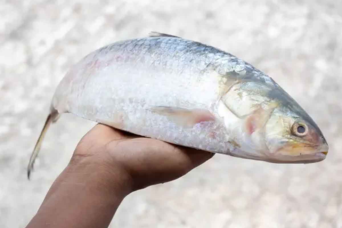 Fresh Hilsa fish buying guide for the monsoon season