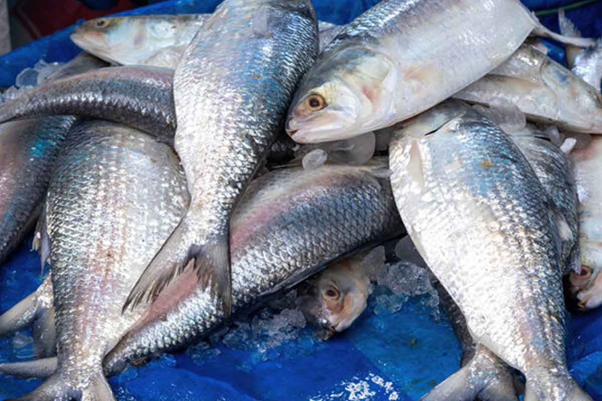বর্ষায় বাজারে মহার্ঘ ইলিশ, কীভাবে চিনবেন সেরা স্বাদের খাঁটি মাছ?