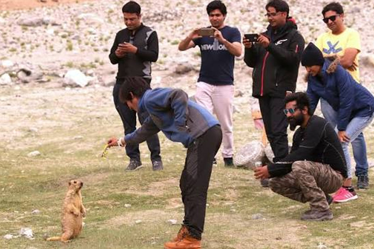 nature activists urge tourists not to feed marmots in Ladakh