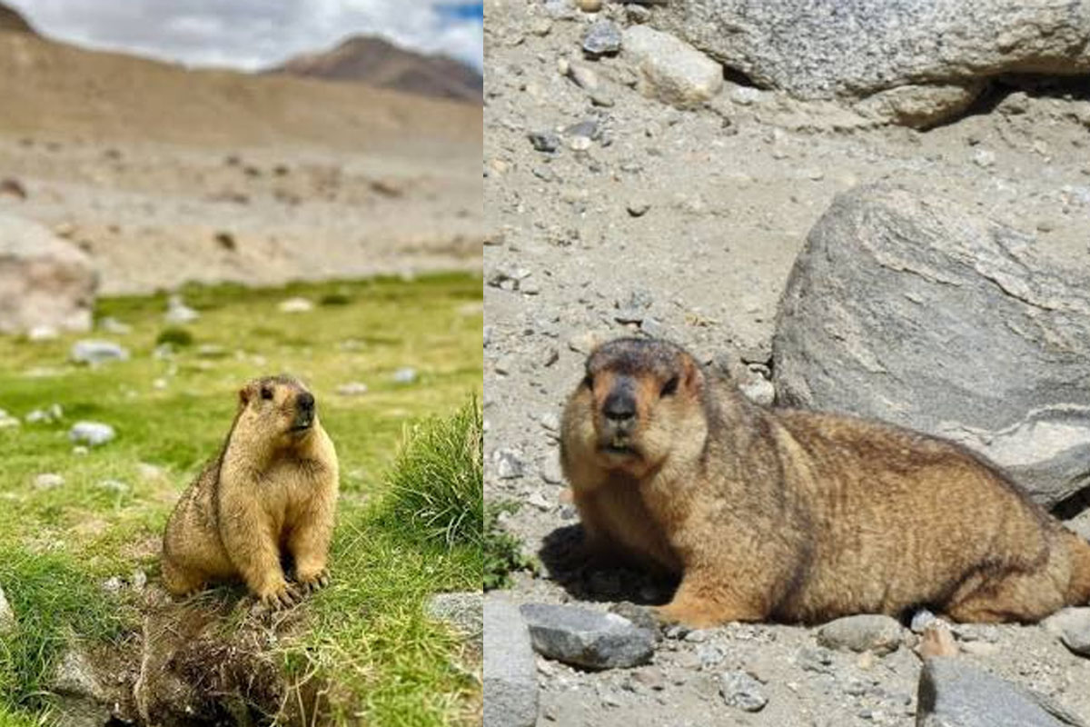 nature activists urge tourists not to feed marmots in Ladakh