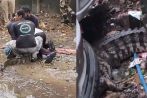 মুম্বইয়ের রাস্তায় হেঁটে বেড়াচ্ছে বিশাল কুমির, দেখেই চক্ষু চড়কগাছ এলাকাবাসীর, ভাইরাল ভিডিও