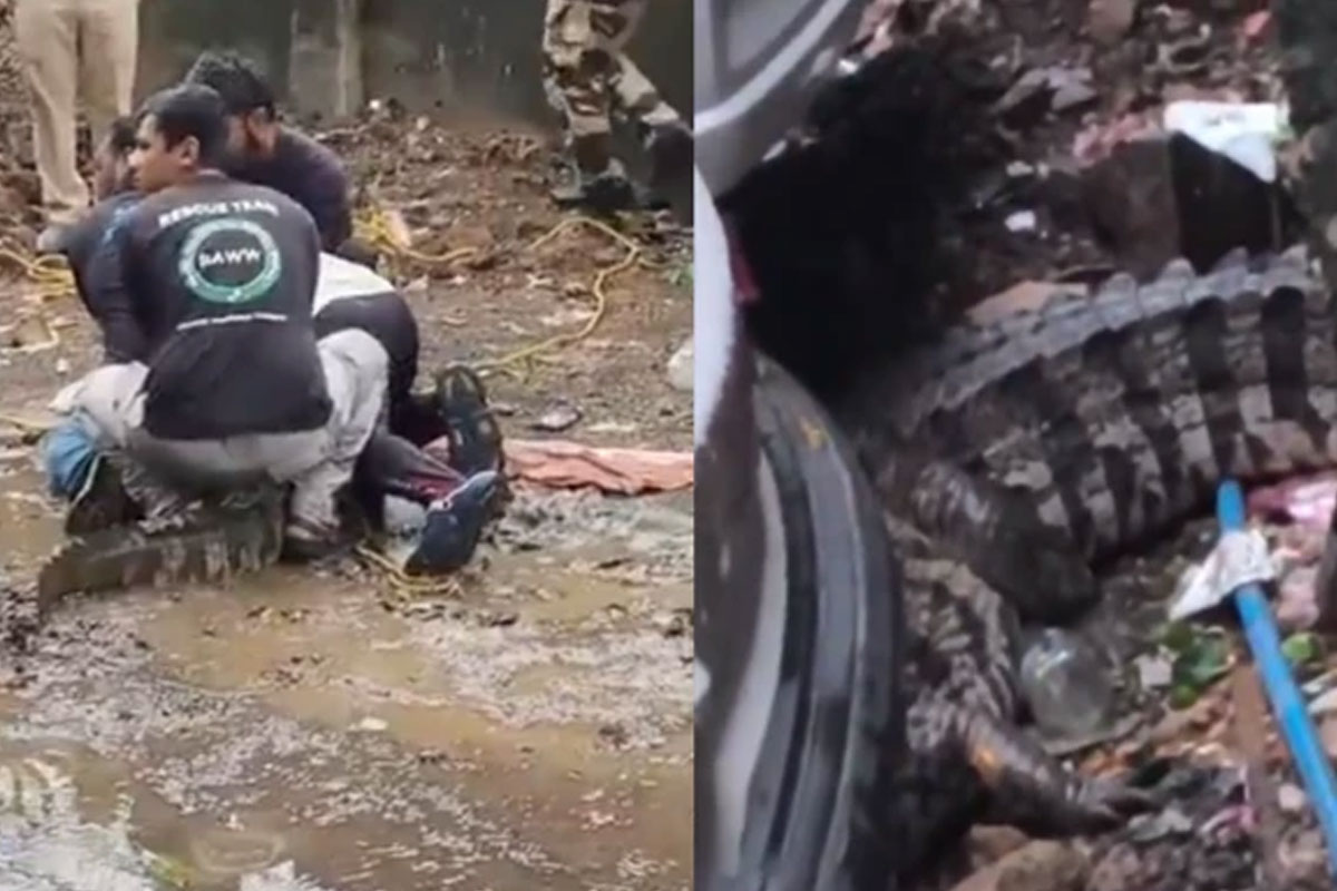 মুম্বইয়ের রাস্তায় হেঁটে বেড়াচ্ছে বিশাল কুমির, দেখেই চক্ষু চড়কগাছ এলাকাবাসীর, ভাইরাল ভিডিও