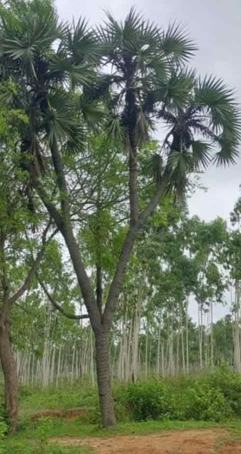 Palm-Tree-1
