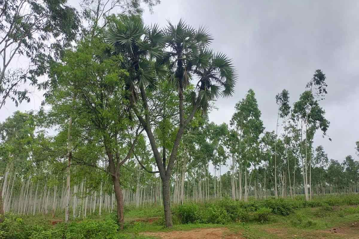 এক পায়ে দাঁড়িয়ে নয়, বাংলার কোন জেলায় ডালপালা মেলে দাঁড়িয়ে রয়েছে ‘রাবণ’ তালগাছ?