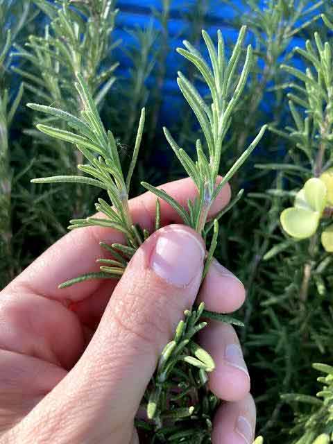 Rosemary